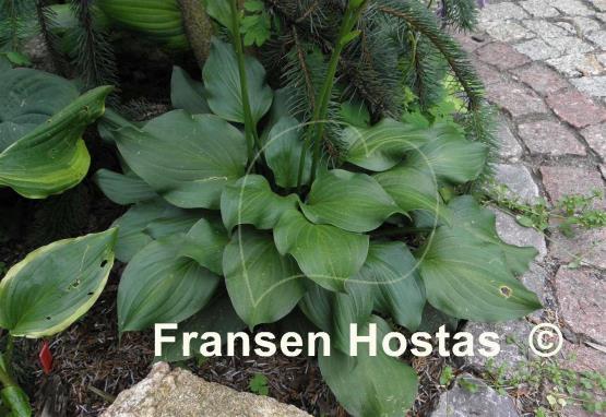 Hosta Fall Emerald